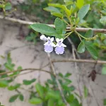 Ape Floripa